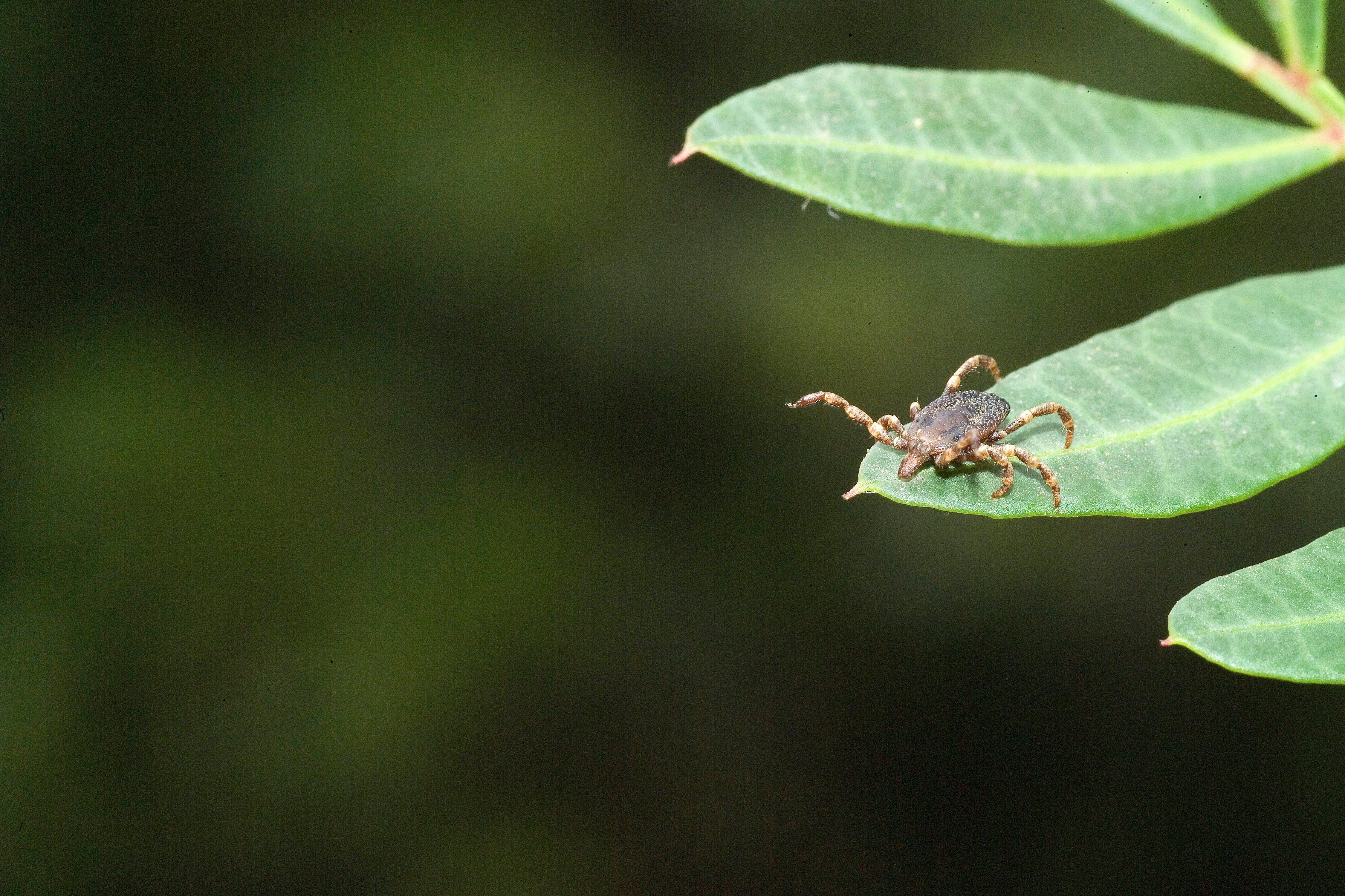 Fièvre hémorragique de Crimée-Congo : le mécanisme de propagation du virus décrypté
