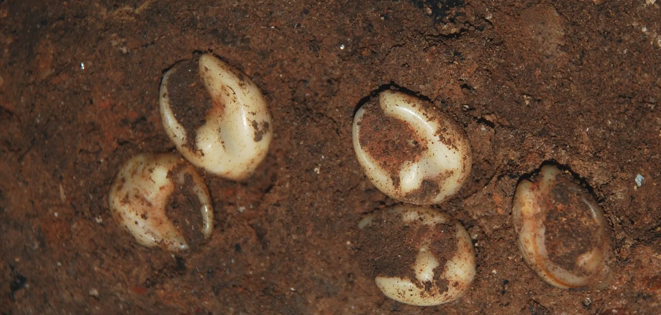 Des parures en coquilles marines éclairent les comportements sociaux des Homo sapiens sur le littoral atlantique marocain il y a plus de 100 000 ans