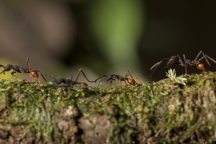 La chimie inédite du venin des fourmis légionnaires de Guyane