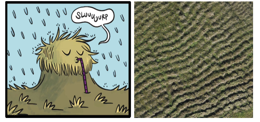 Sol des marais : comment l’auto-organisation des sols argileux façonne le paysage