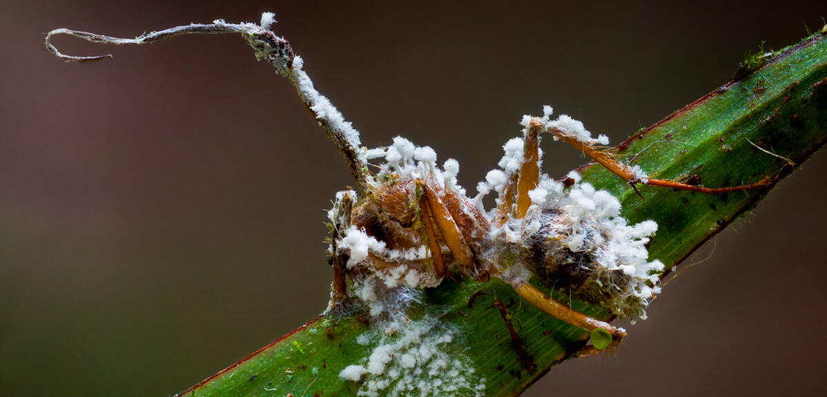 Ces parasites qui nous manipulent