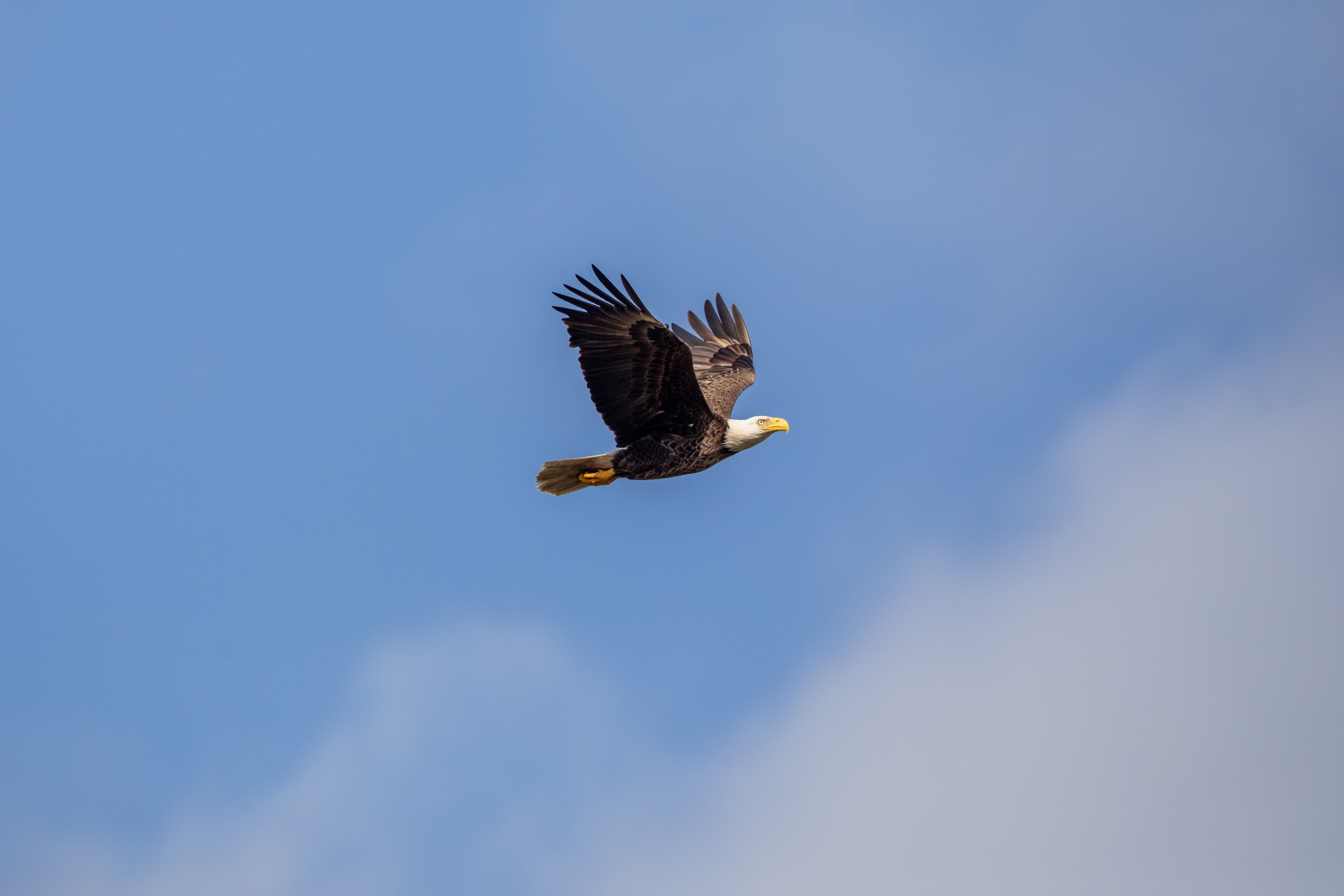 American Bald Eagle at NASA’s Kennedy Space Center