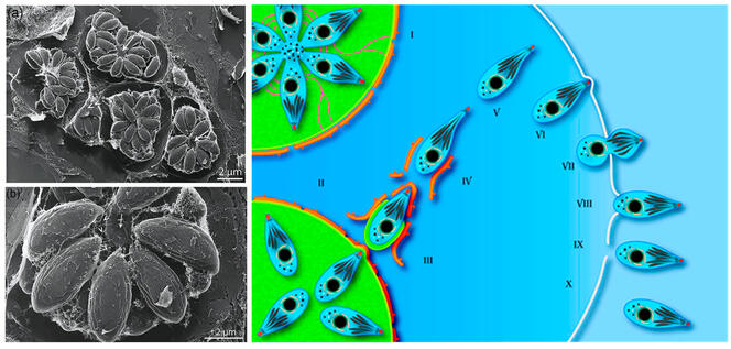 Ces parasites qui nous manipulent
