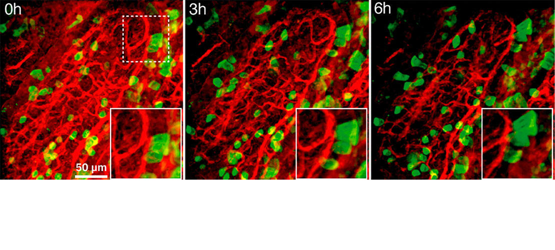 Le secret des cellules baladeuses