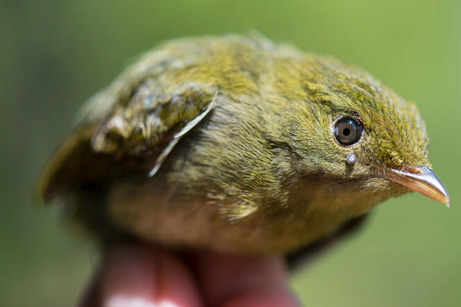 Tiques sous haute surveillance