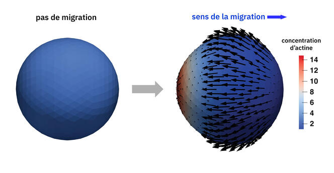 Le secret des cellules baladeuses