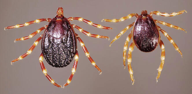 Tiques sous haute surveillance