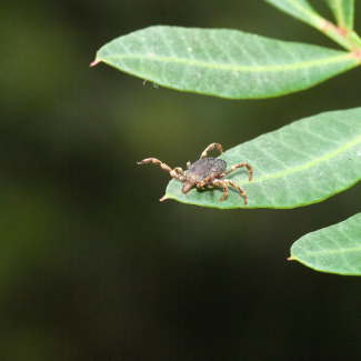 Cryptographie sur ADN : une nouvelle approche franco-japonaise fait ses preuves
