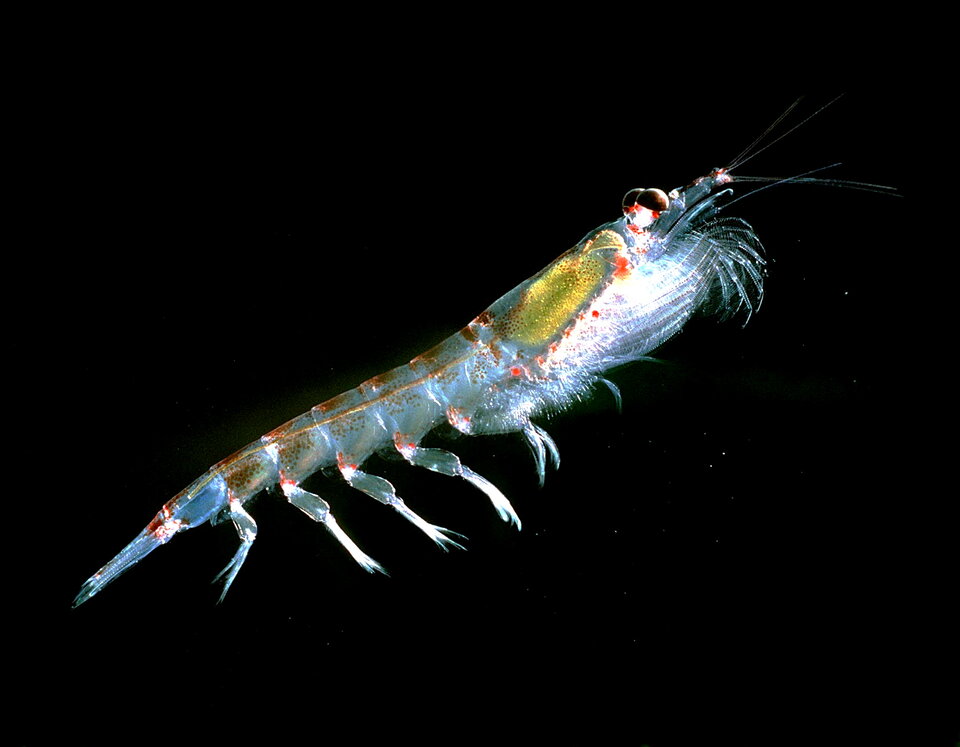 Antarctica’s vanishing sea ice transforms marine life