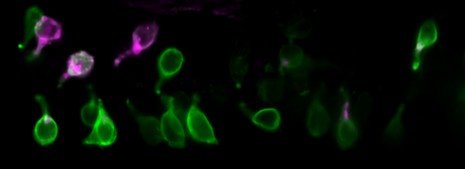 Les pouvoirs insoupçonnés des cellules de l’intestin sur le microbiote aux premiers stades de la vie