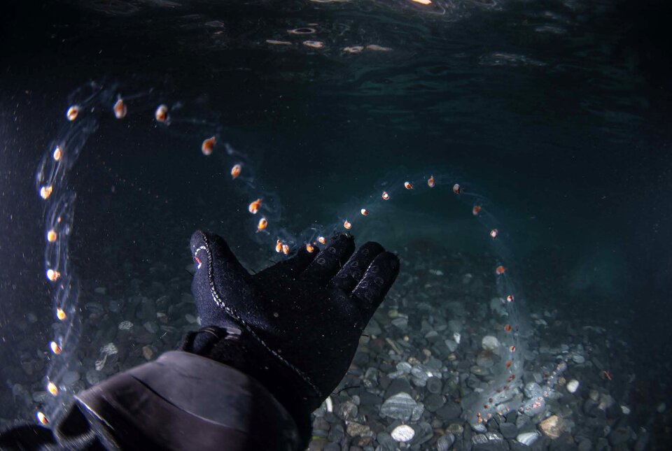 Antarctica’s vanishing sea ice transforms marine life