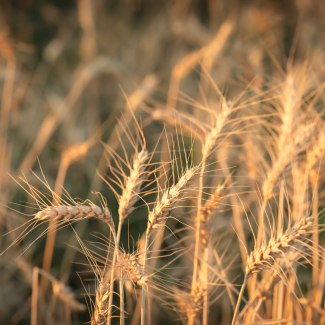 Le CNRS, Lyon 1 Université et URGO s’associent pour concevoir les traitements des plaies de demain