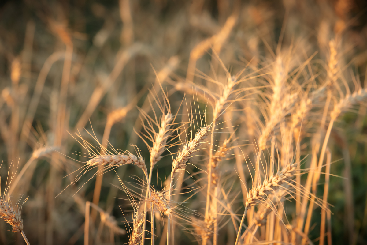 10 000 ans d’inégalités alimentaires